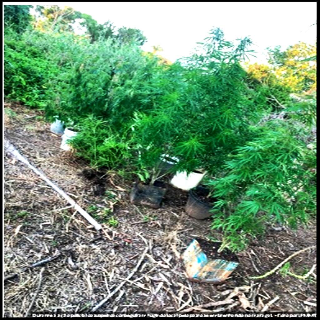 Pontes E Lacerda Pol Cia Militar Localiza Planta O De Maconha